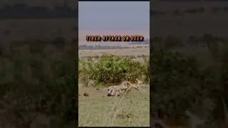 Cheetah hunting a Thomson's Gazelle in Masai Mara grassland video... #wildlifecaptures #wildlifep