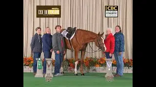 Along Came AnImpulse ~ 2022 APHA, AQHAx, PtHA, NSBA Overo Gelding ~ 11/1/2024