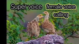 Super voice female calling voice birds voice calling pheasant voice calling grey francolin voice