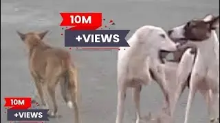 Open Up About Exclusive dog's life lifestyleSmart dogs in village , Is  eSmart dogs in village