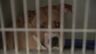 Logan Square animal shelter in need of emergency foster parents, donations after ceiling collapses
