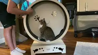 Minnie tries an exercise wheel!