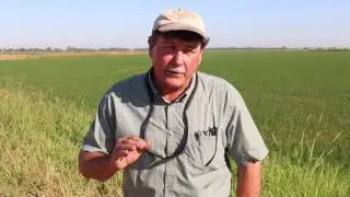 Water Efficiency in Rice Fields