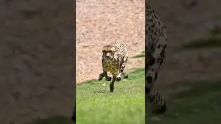 Why Cheetahs Run So Fast But Get Tired Quickly | Amazing Cheetah Facts #reels #facts