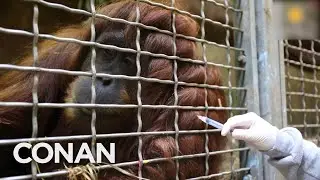 Great Apes Are Cutting The COVID-19 Vaccine Line | CONAN on TBS