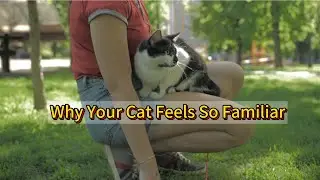Why Your Cat Starts to Look and Act Like You | Psychology & Cat Behavior