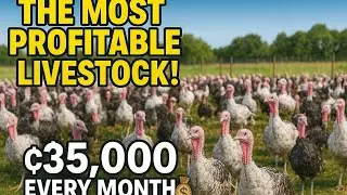 How To Make Ghc35,000 Per Month From Turkey Farming / Profitability Of Turkey Farming Explained 