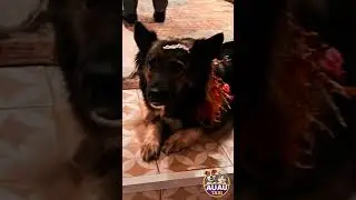 Casamento Pet Maio 2025 #pets #petsfofinhos #auautaxi #cachorro #cachorros #petlove #petviral