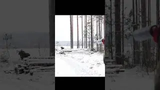 Moose at Close Range | Real Hunting Experience&rdquo;#snow #oxota #jabali #chase #shorts #hog