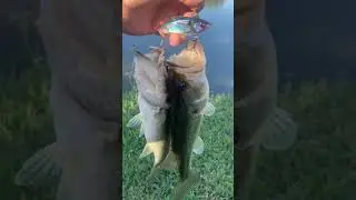 Double up on the trap #ratltrap #fishinglure #fishing #2fish1bait #florida
