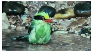 #Common green magpie#dulunghide 