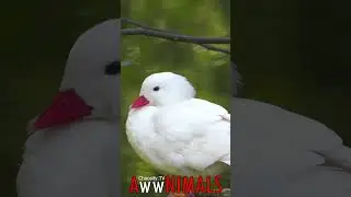 🤗 #AwwNIMALS - White Duck 💕
