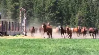 Paradise Ranch - Buffalo, Wyoming