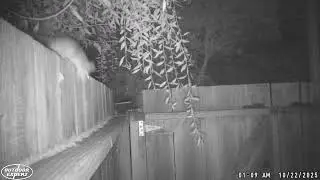 2025-10-21 side yard