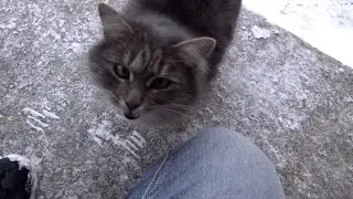 Mother cat asks for food for kittens