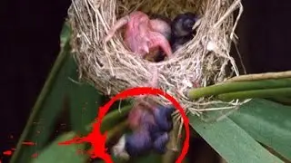 BABY BIRD THROWN FROM NEST