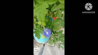 my balcony tour,# my small garden #plant #gardening #smallarea #trending #greenplants #flowers