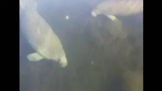 Florida Manatees on www.lakeforkreport.com wildlife videos