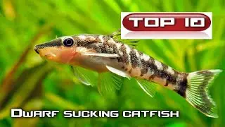 Top 10 Dwarf SuckerFish🐠 (Otocinclus)