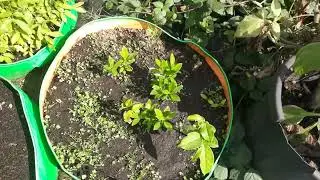 Exotic plant species farm 1