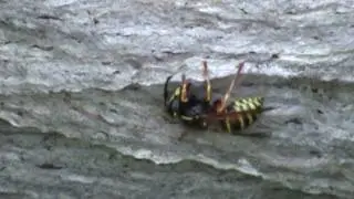 Geitungar &iacute; gar&eth;inum / Wasp farm in our garden