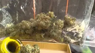 Green bake box January 2016 pipe