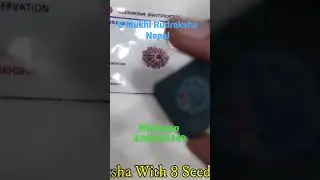 8 Mukhi Rudraksha with 8 seeds in X-Ray #shorts #rudraksha #viralshorts #shortvideos #ytshorts