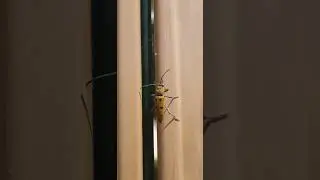 Chlorophorus Glabromaculatus - Spotted Longicorn - le Clyte poilu