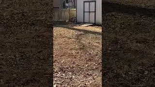 I Just Wanna Run #shorts #viral #dog #animals #run#cute