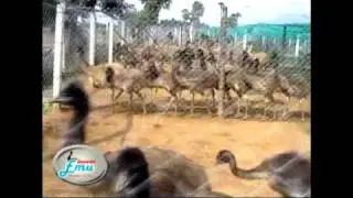 Jeevan Emu Care Breeding Division.avi