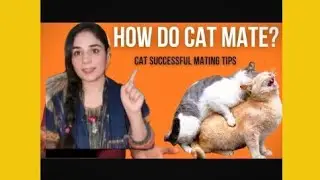 US Bahadur cat HOW DO CAT MATE? CAT SUCCESSFUL MATING TIPS #viral 