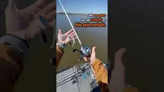 Catching a Big Bass on a Spinnerbait in Muddy, Windy Conditions #fishing