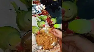 #parrot #mithun #talkingparrot #greenparrot #birds #shorts #ytshorts #talking #alex #somendradeepak