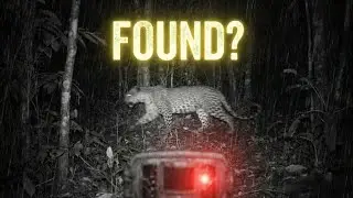 Extinct Animals That Might Still Be Alive