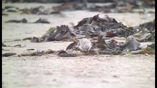 Greater Sand Plover