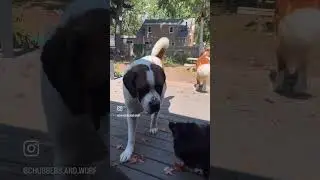 Saint Bernard is approaching owner with slobber noodles hanging out of his mouth!
