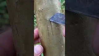 split-bark grafting method