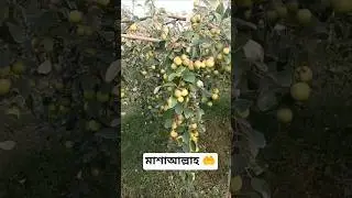 #farming #agriculture 🤲🤲#trending #viralpost #foryou