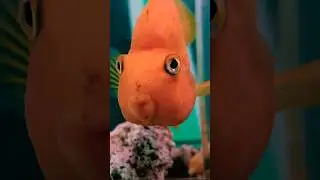🧡Очень любознательная рыбка-мандаринка🍊! Вблизи она еще краше😄
