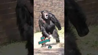Chimpanzee Eric Loud Display #chesterzoo #hoots