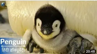 The Wild Penguin Wildlife In Hindi - Hindi Language Documentary.