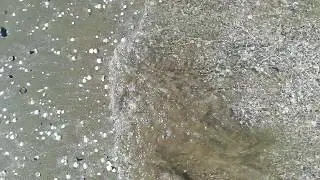 ASMR sound for relaxing - waves on a Lido di Venice beach