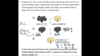2025 AP Biology Exam Unit 5 Heredity (Genetics) Thorough Review