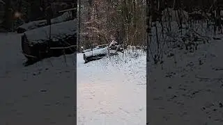 05.01.2026 Брюссель: белая собака