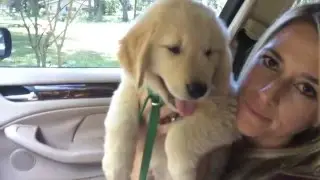 Surprised Kids with Golden Retriever Puppy Chief's Home
