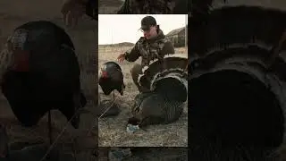 The most realistic decoys out there! Dave Smith decoys! #turkey #gobbler #spring #wildlife