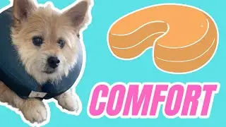 Dog Cone for 2022 | An amazing dog cone alternative for your cute canine | #dog #pets #cute #viral