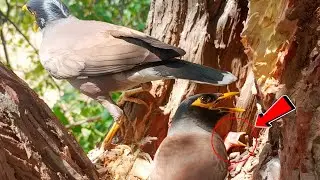 Myna babies facing severe sun heat that making them uncomfortable!