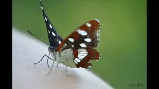 ALAS DE MARIPOSA