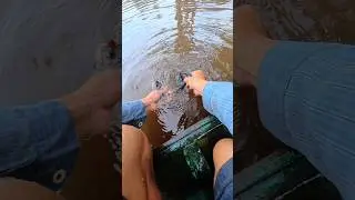 Releasing river puffer fish #patehinte